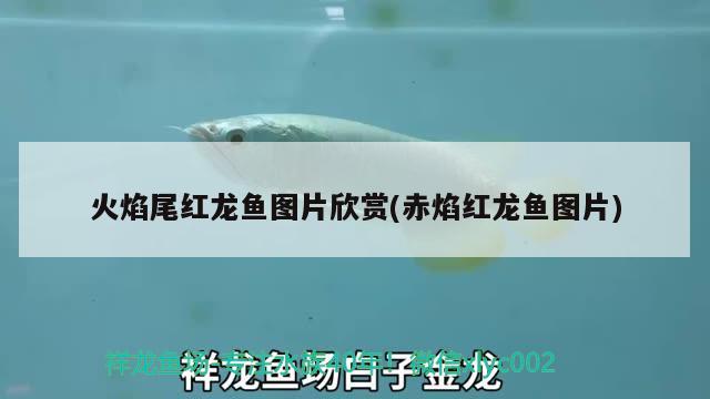 火焰尾紅龍魚圖片欣賞(赤焰紅龍魚圖片) 水族維護(hù)服務(wù)（上門）