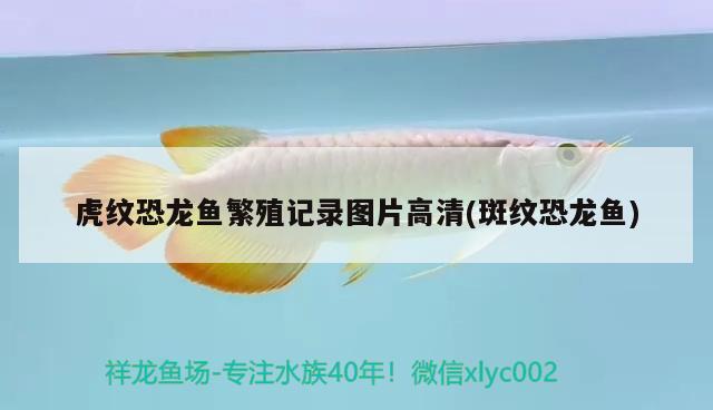 虎紋恐龍魚繁殖記錄圖片高清(斑紋恐龍魚)