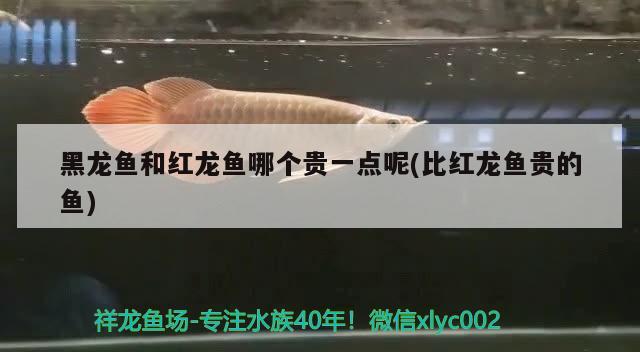 虎皮魚可以和什么魚一起混養(yǎng)，海底又好看名字又好聽的生物