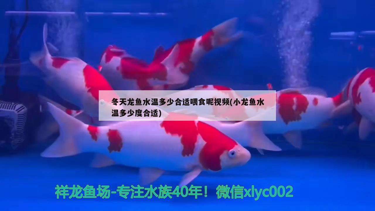 冬天龍魚水溫多少合適喂食呢視頻(小龍魚水溫多少度合適) 月光鴨嘴魚苗