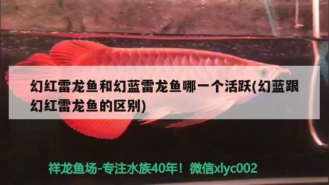 幻紅雷龍魚和幻藍(lán)雷龍魚哪一個(gè)活躍(幻藍(lán)跟幻紅雷龍魚的區(qū)別) 白化火箭魚