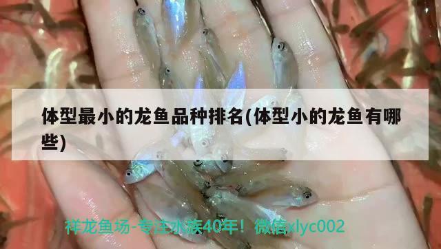 虎皮魚可以和什么魚一起混養(yǎng)，海底又好看名字又好聽的生物