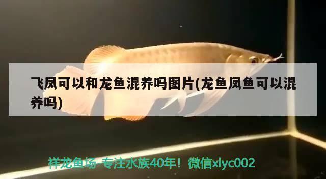 銀龍魚嘴爛了怎么回事啊，銀龍魚嘴爛了一星期能長(zhǎng)好嗎 銀龍魚 第3張