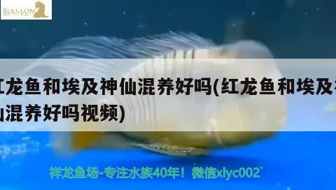 魚店的魚缸為什么那么干凈？（定期清潔和維護(hù)適當(dāng)?shù)娘曫B(yǎng)管理高效的過濾系統(tǒng)）