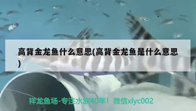 高背金龍魚什么意思(高背金龍魚是什么意思)