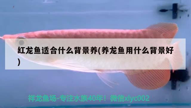 紅龍魚(yú)適合什么背景養(yǎng)(養(yǎng)龍魚(yú)用什么背景好)