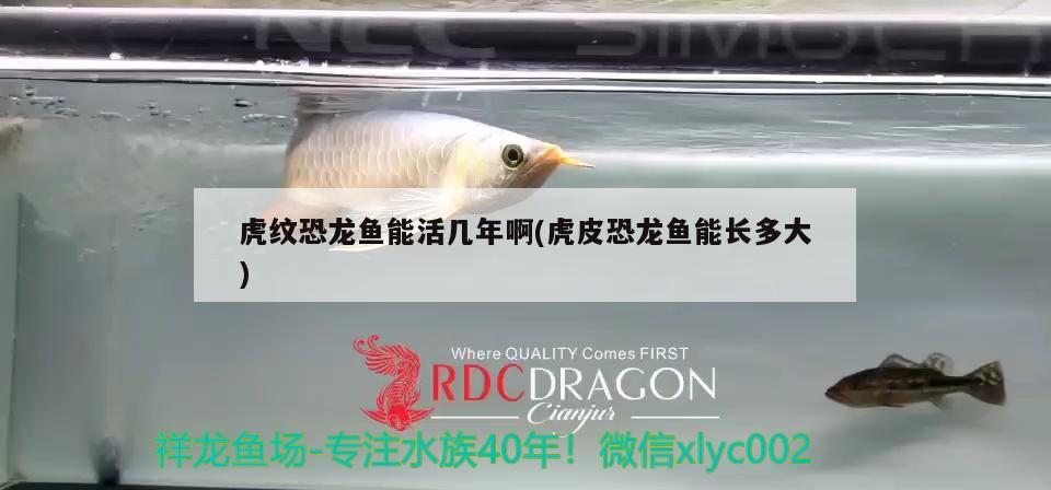 虎紋恐龍魚能活幾年啊(虎皮恐龍魚能長多大) 金龍魚糧