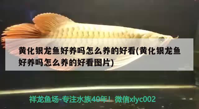 銀龍魚嘴爛了怎么回事啊，銀龍魚嘴爛了一星期能長(zhǎng)好嗎 銀龍魚 第2張