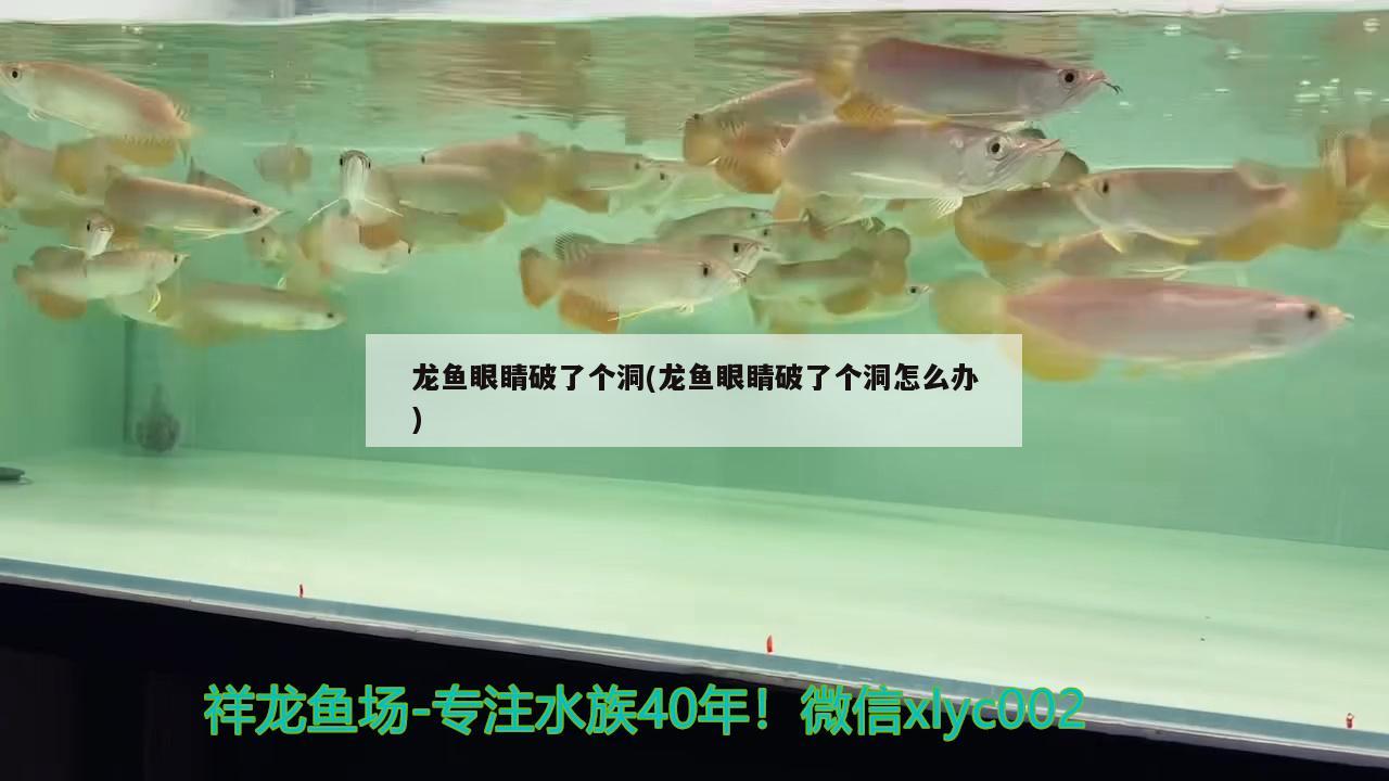 龍魚眼睛破了個洞(龍魚眼睛破了個洞怎么辦)