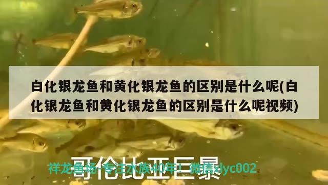 白化銀龍魚和黃化銀龍魚的區(qū)別是什么呢(白化銀龍魚和黃化銀龍魚的區(qū)別是什么呢視頻)