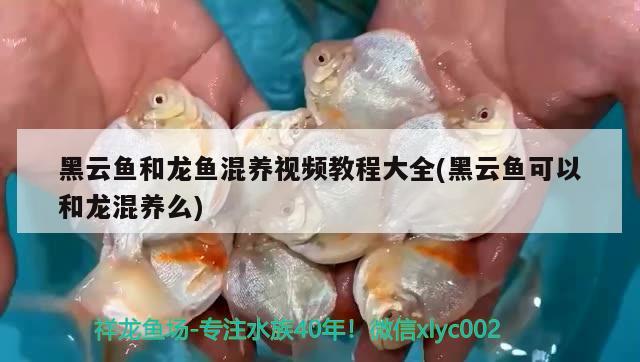 黑云魚和龍魚混養(yǎng)視頻教程大全(黑云魚可以和龍混養(yǎng)么) 黑云魚