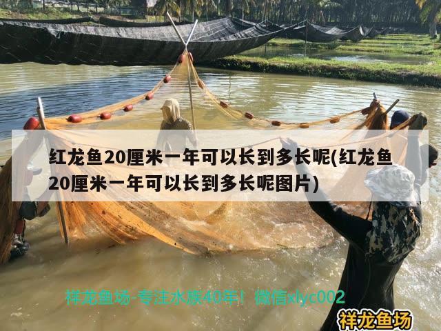 紅龍魚20厘米一年可以長到多長呢(紅龍魚20厘米一年可以長到多長呢圖片) 噴點(diǎn)菠蘿魚