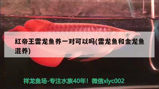 紅帝王雷龍魚養(yǎng)一對可以嗎(雷龍魚和金龍魚混養(yǎng)) 雙線側(cè)魚