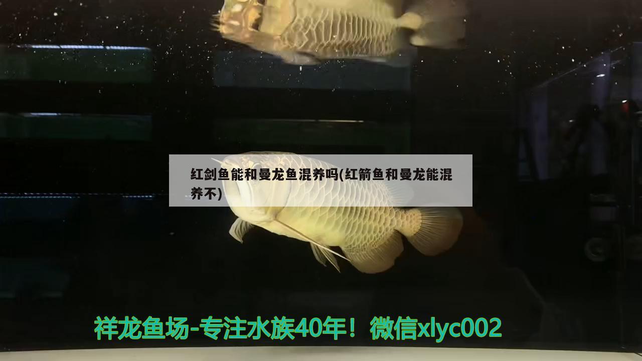 紅劍魚(yú)能和曼龍魚(yú)混養(yǎng)嗎(紅箭魚(yú)和曼龍能混養(yǎng)不)