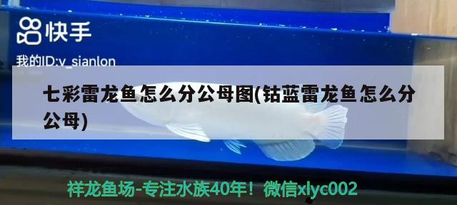 紅龍魚(yú)壽命一般有多長(zhǎng)呢(觀賞魚(yú)紅龍能活多少年?) 錦鯉池魚(yú)池建設(shè)