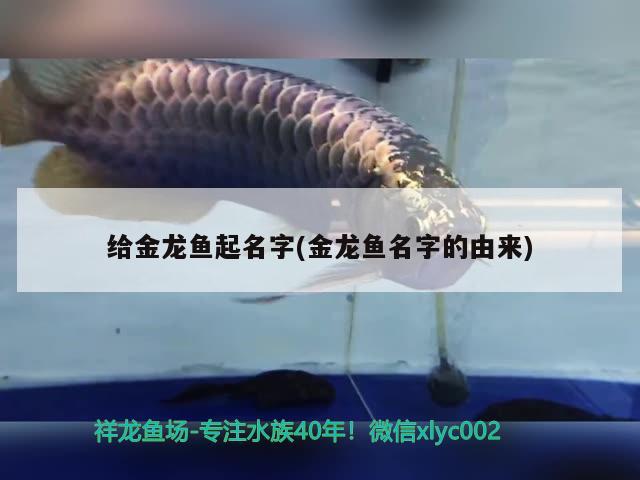 給金龍魚起名字(金龍魚名字的由來) 一眉道人魚