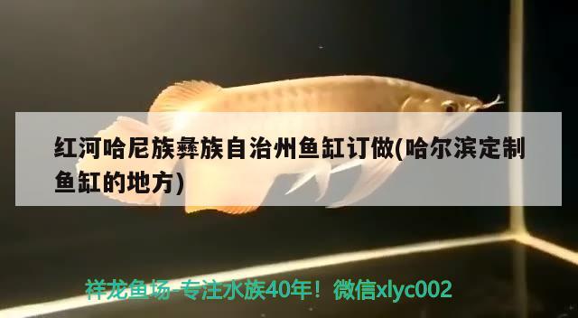 紅河哈尼族彝族自治州魚缸訂做(哈爾濱定制魚缸的地方)