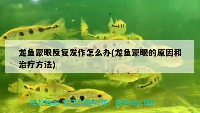 紅龍魚四大品牌是哪四個(gè)品種的魚(紅龍魚品牌有哪些) 大正錦鯉魚 第2張