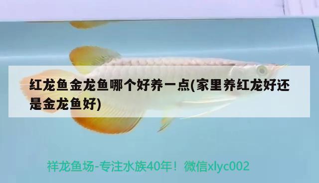 紅龍魚(yú)金龍魚(yú)哪個(gè)好養(yǎng)一點(diǎn)(家里養(yǎng)紅龍好還是金龍魚(yú)好) 白子金龍魚(yú)