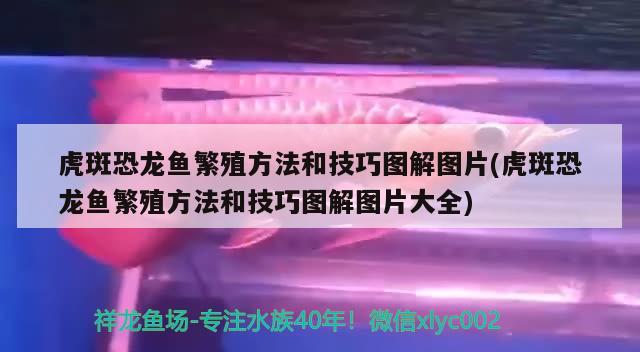 虎斑恐龍魚繁殖方法和技巧圖解圖片(虎斑恐龍魚繁殖方法和技巧圖解圖片大全) 虎斑恐龍魚