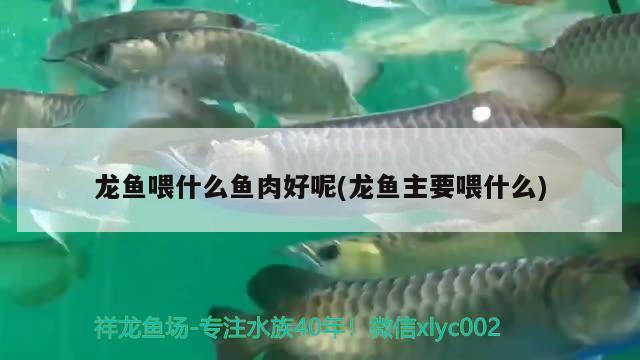 龍魚喂什么魚肉好呢(龍魚主要喂什么)