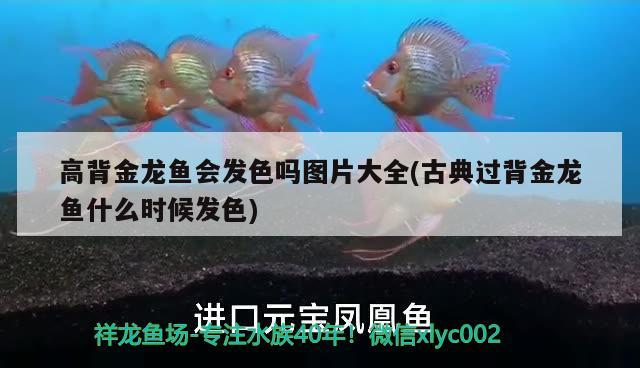 高背金龍魚(yú)會(huì)發(fā)色嗎圖片大全(古典過(guò)背金龍魚(yú)什么時(shí)候發(fā)色) 高背金龍魚(yú)