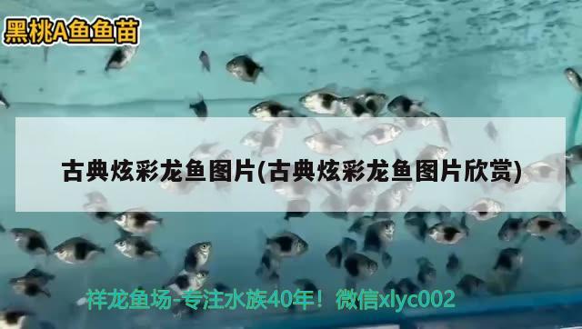 銀龍魚專用魚糧圖片及價格（銀龍魚專用飼料比較好）