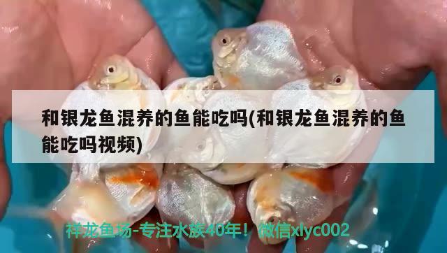 和銀龍魚(yú)混養(yǎng)的魚(yú)能吃嗎(和銀龍魚(yú)混養(yǎng)的魚(yú)能吃嗎視頻)