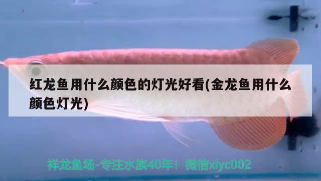 紅龍魚用什么顏色的燈光好看(金龍魚用什么顏色燈光) 福滿鉆魚