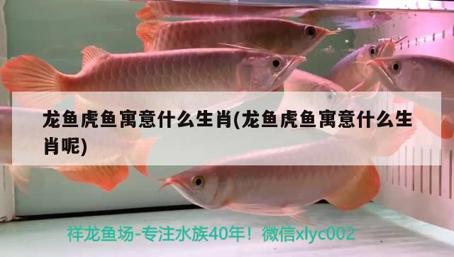 龍魚虎魚寓意什么生肖(龍魚虎魚寓意什么生肖呢)