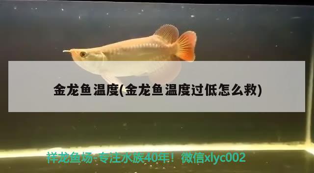 金龍魚溫度(金龍魚溫度過低怎么救)