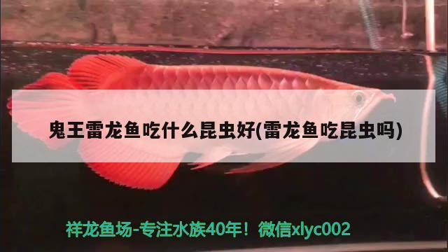 鬼王雷龍魚吃什么昆蟲好(雷龍魚吃昆蟲嗎) 硝化細(xì)菌