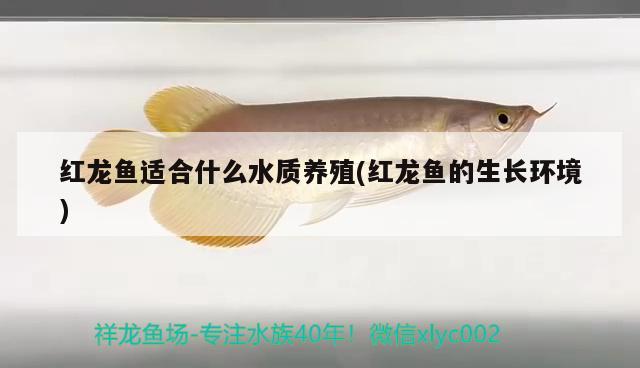 紅龍魚適合什么水質(zhì)養(yǎng)殖(紅龍魚的生長環(huán)境) 廣州龍魚批發(fā)市場