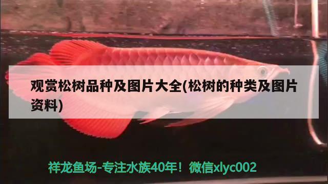 觀賞松樹品種及圖片大全(松樹的種類及圖片資料) 錦鯉魚