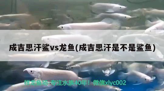 成吉思汗鯊vs龍魚(yú)(成吉思汗是不是鯊魚(yú))