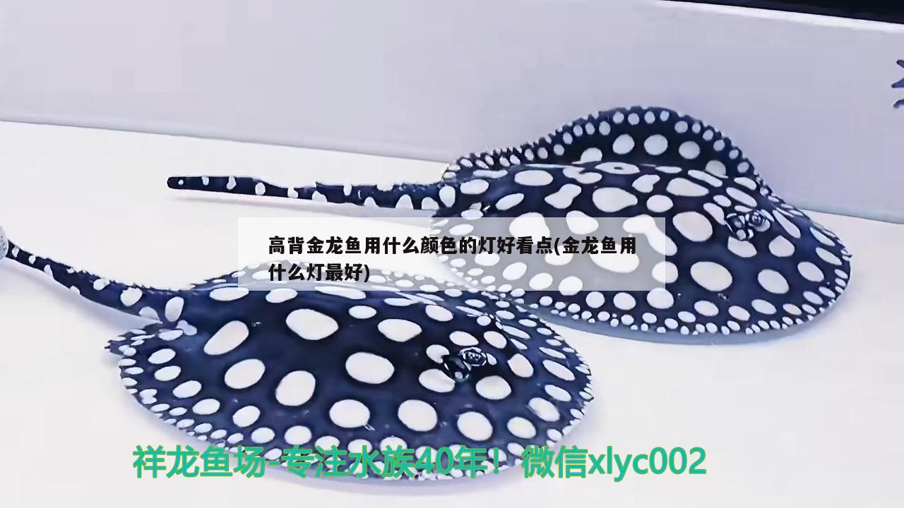 高背金龍魚(yú)用什么顏色的燈好看點(diǎn)(金龍魚(yú)用什么燈最好) 高背金龍魚(yú)