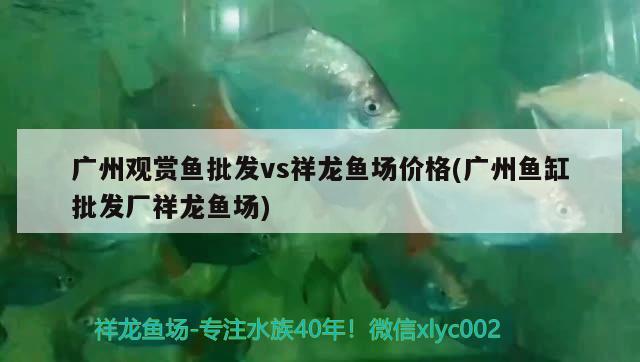 廣州觀賞魚批發(fā)vs祥龍魚場價格(廣州魚缸批發(fā)廠祥龍魚場)