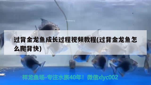 過背金龍魚成長(zhǎng)過程視頻教程(過背金龍魚怎么爬背快)