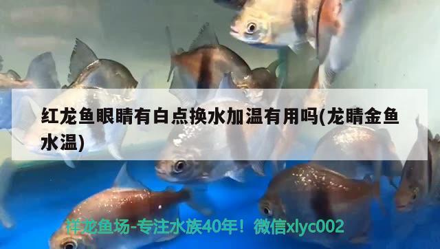 紅龍魚眼睛有白點換水加溫有用嗎(龍睛金魚水溫) 龍鳳鯉魚