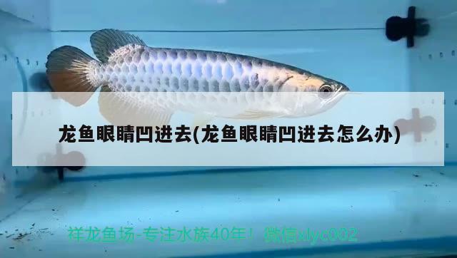 龍魚眼睛凹進(jìn)去(龍魚眼睛凹進(jìn)去怎么辦)