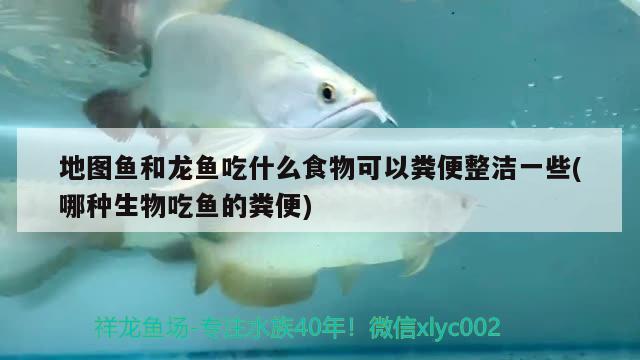 地圖魚和龍魚吃什么食物可以糞便整潔一些(哪種生物吃魚的糞便)