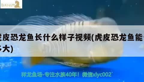 原神魚缸里的魚怎么拿出來 原神魚缸里的魚怎么拿出來吃 祥龍魚場其他產(chǎn)品