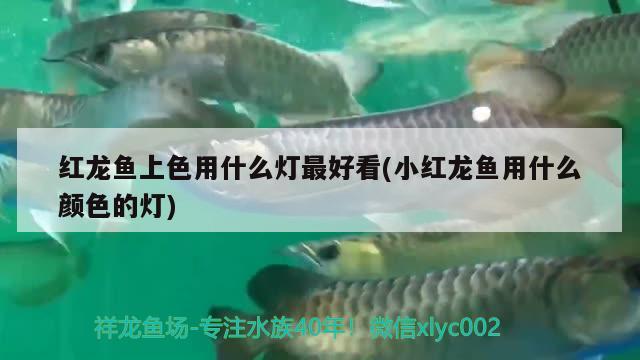 紅龍魚上色用什么燈最好看(小紅龍魚用什么顏色的燈)