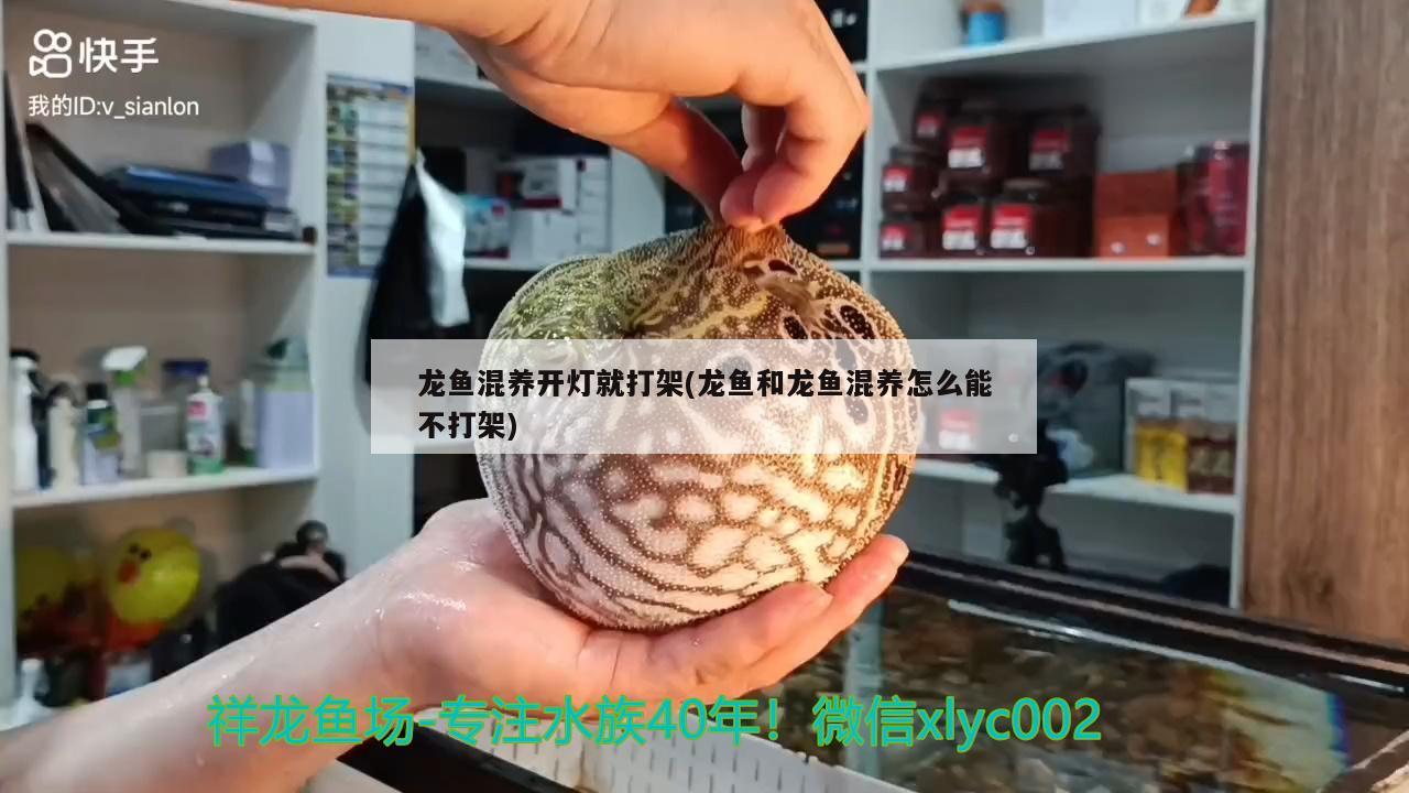 龍魚混養(yǎng)開燈就打架(龍魚和龍魚混養(yǎng)怎么能不打架) 白化火箭