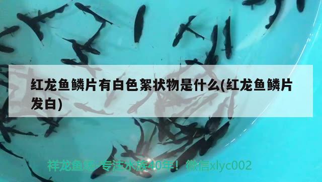 紅龍魚鱗片有白色絮狀物是什么(紅龍魚鱗片發(fā)白) 女王大帆魚苗