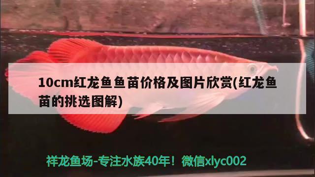 10cm紅龍魚魚苗價(jià)格及圖片欣賞(紅龍魚苗的挑選圖解) 斑馬鴨嘴魚苗