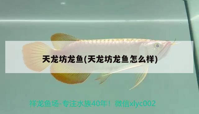 天龍坊龍魚(天龍坊龍魚怎么樣)