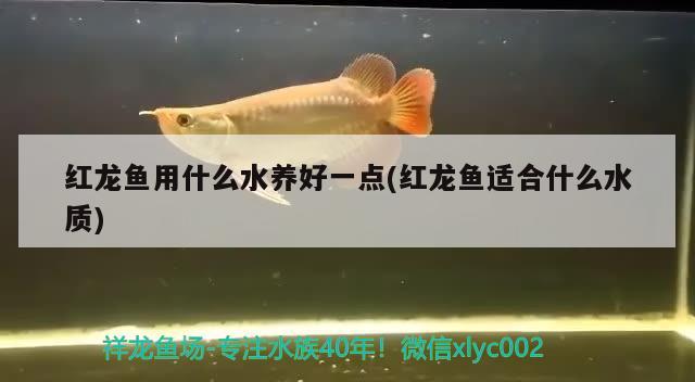 紅龍魚用什么水養(yǎng)好一點(diǎn)(紅龍魚適合什么水質(zhì)) 戰(zhàn)車紅龍魚 第2張