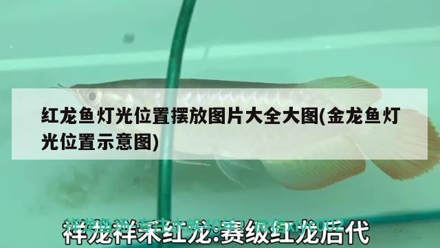 銀龍魚身上起白點是怎么回事視頻講解解決方法詳解，銀龍魚身上起白點是怎么回事 銀龍魚 第2張