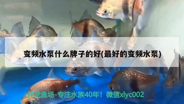 底濾魚缸怎么布景：底濾魚缸擺放順序